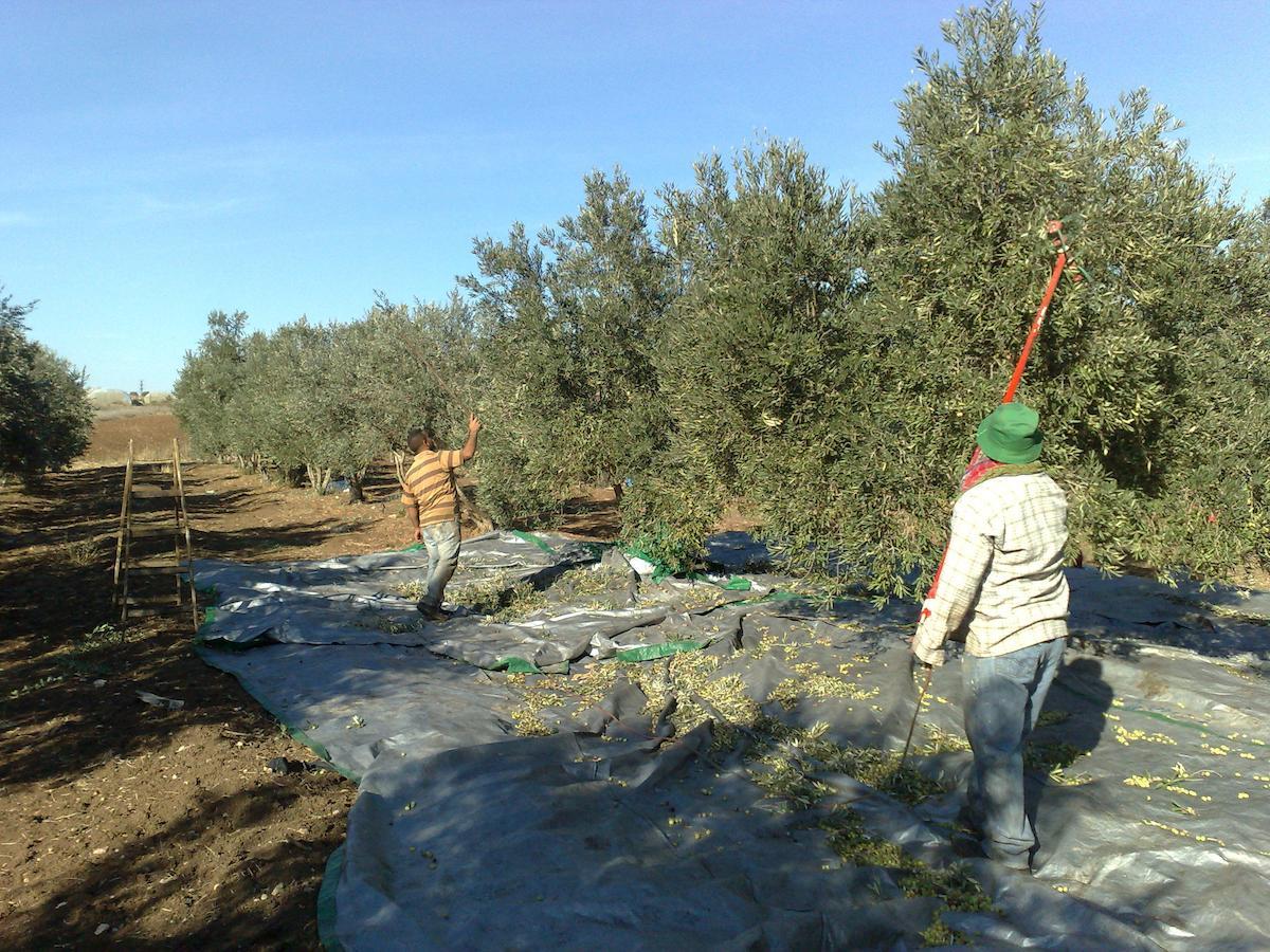 Willa Peace Tent Kfar Rut Zewnętrze zdjęcie